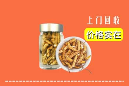 黄南州同仁市回收散虫草