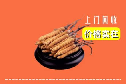 黄南州同仁市回收冬虫夏草